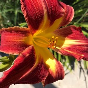 Meet your Posher, Maria